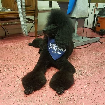 Full groom — black standard poodle with salon bandana