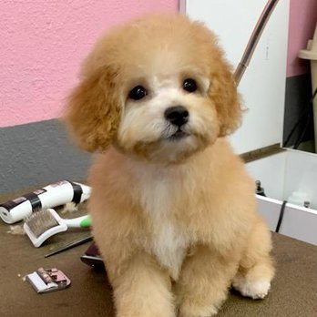 Bath and brush — apricot poodle puppy on grooming table