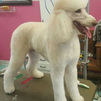 Hand-scissored breed cut — white standard poodle show-cut